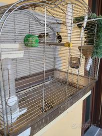 Coppia canarino/lucherina