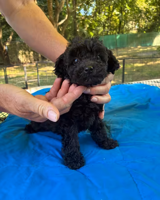 cucciolo 🐩 barboncino nero Toy