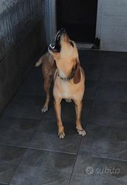 Segugia maremmana da cinghiale