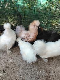 Galli e galline morosetta