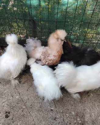 Galli e galline morosetta
