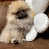 Cucciola pomerania pedigree enci