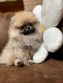 Cucciola pomerania pedigree enci