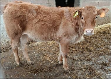 Vitella limousine da vita