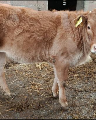 Vitella limousine da vita