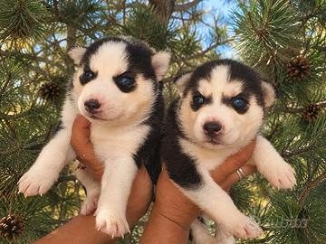 Siberian husky con pedigree
