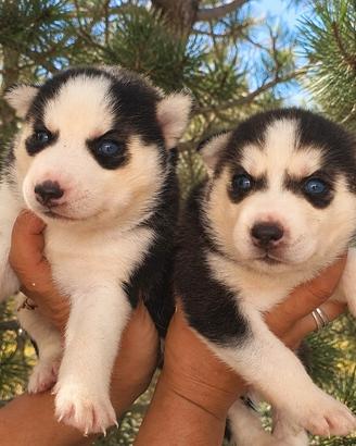 Siberian husky con pedigree