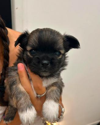 Cuccioli di Chihuahua