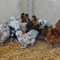 Galline moroseta varie colorazioni