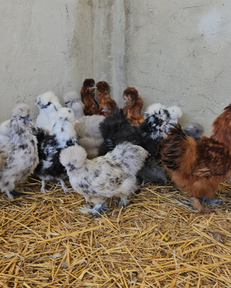 Galline moroseta varie colorazioni