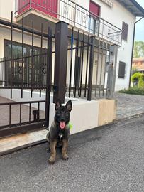 Cucciola di Pastore belga