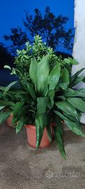 Grandi piante di Aspidistra