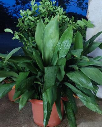 Grandi piante di Aspidistra