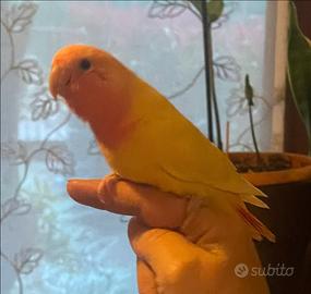 Inseparabili roseicollis allevati a mano