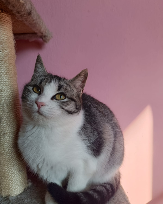 Animali