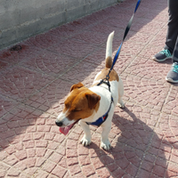 Jack Russell per accoppiamento
