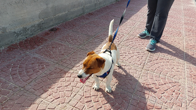 Jack Russell per accoppiamento