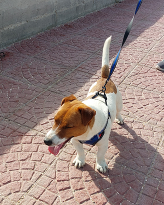 Jack Russell per accoppiamento
