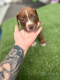 Cuccioli dolcissimi di pitbull