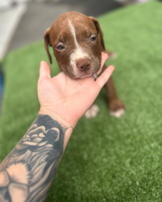 Cuccioli dolcissimi di pitbull