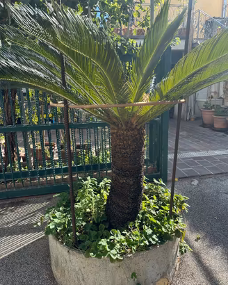 Pianta cicas