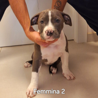 Ultime 2 femmine di American pitbull terrier