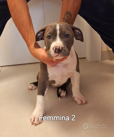 Ultime 2 femmine di American pitbull terrier