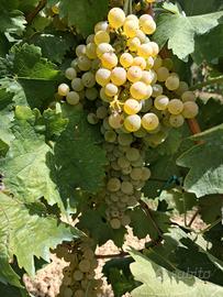 Uva bianca e nera