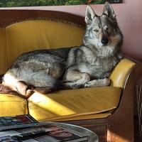 Cane Lupo Cecoslovacco per monta