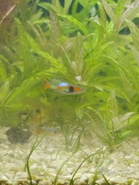 Endler e ceratophyllum