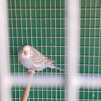 Cocorite varie mutazioni