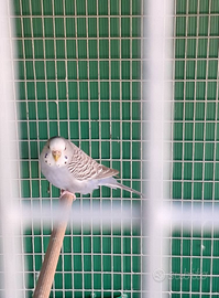 Cocorite varie mutazioni