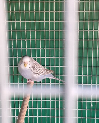 Cocorite varie mutazioni