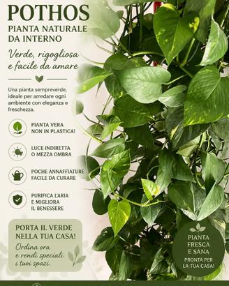 Magnifico Pothos naturale