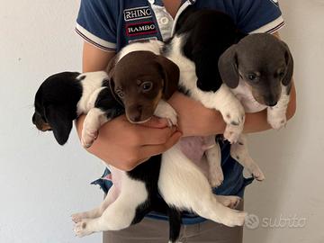 Bassotti piebald