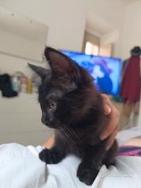 Gattino nero tigrato