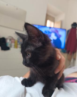 Gattino nero tigrato