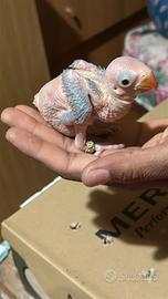 Pulli parrocchetto dal collare verde cleartail