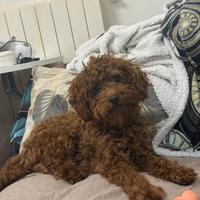 Barboncino toy da monta