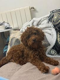 Barboncino toy da monta