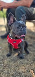 Bulldog francese