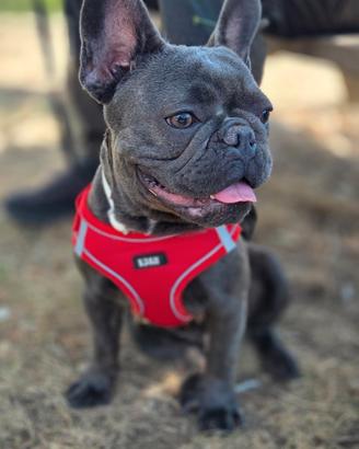 Bulldog francese