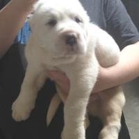 Cucciolo di alabai con pedigree