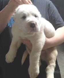 Cucciolo di alabai con pedigree