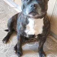 Staffordshire bull terrier (staffy)