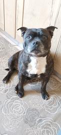Staffordshire bull terrier (staffy)