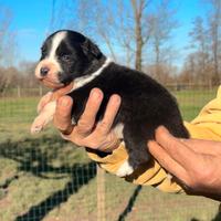 Cuccioli di border collie