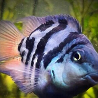 Polar blu tiger parrot