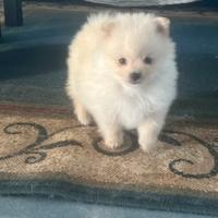 Spitz di Pomerania mini toy