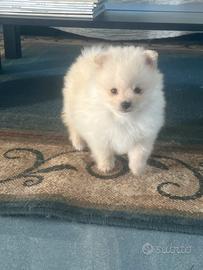 Spitz di Pomerania mini toy